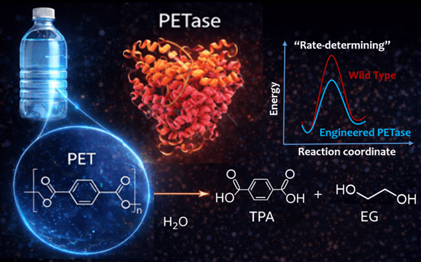 PETase-catalyzed PET degradation with products and comparative wild-type and engineered reaction-energy profiles
