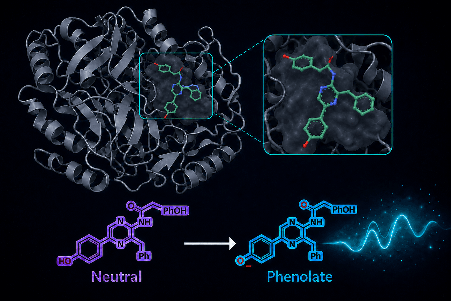 Luciferase structure with a bound chromophore and a neutral-to-phenolate light-emitting conversion